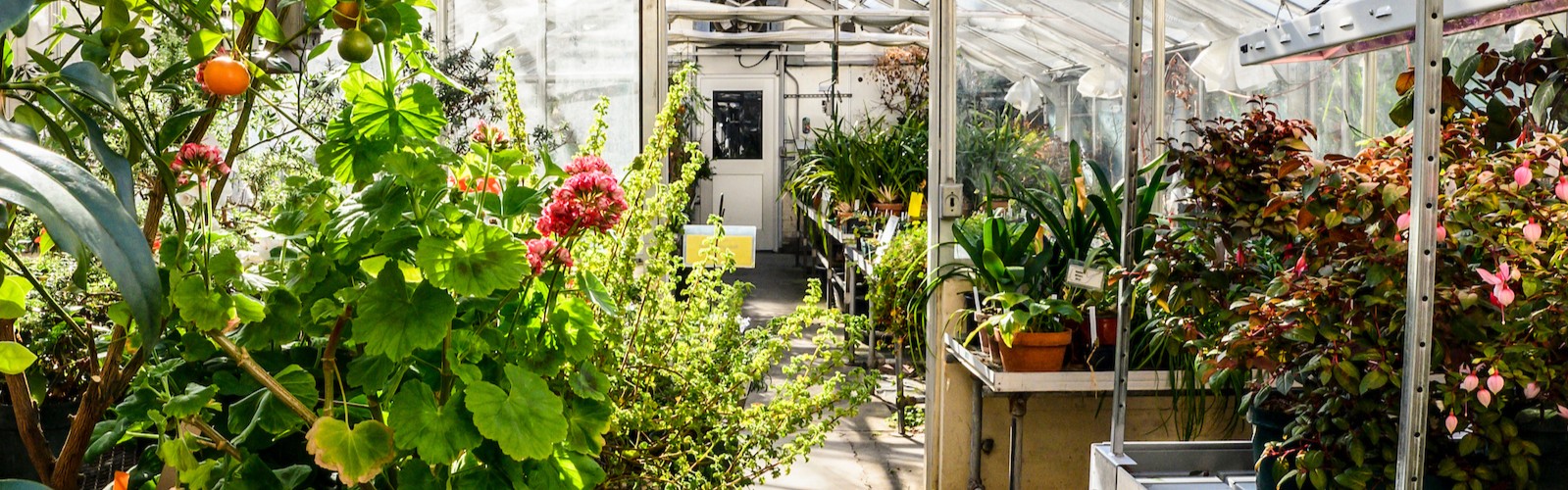Sunlight shines through the glass roof and warms a variety of plant life housed in the Botany Greenhouse inside of Birge Hall at the University of Wisconsin-Madison on Feb. 6, 2020.