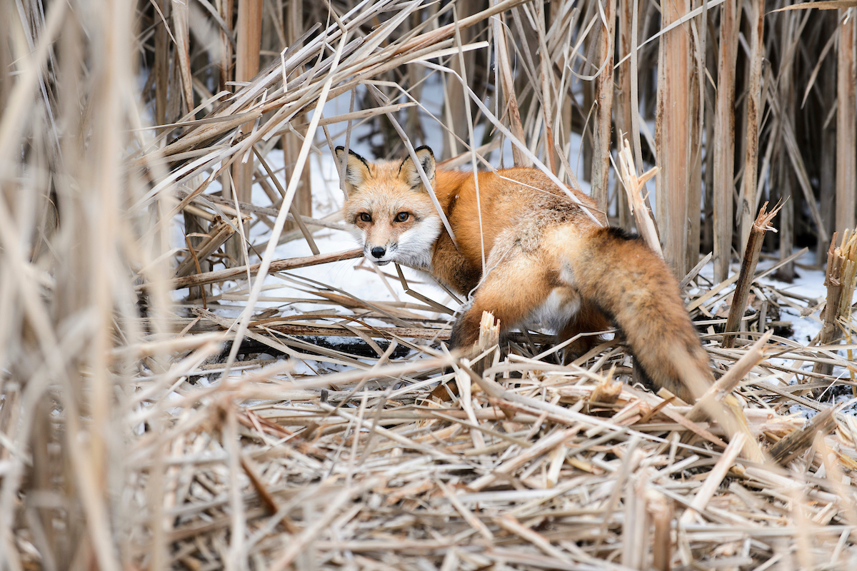 During a winter morning on Jan. 23, 2015, young adult fox is pictured before being released from a cable restraint on campus near the Lakeshore Nature Preserve at the University of Wisconsin-Madison as part of a research effort to study the behavior of growing fox and coyote populations in the city of Madison. The research, called the UW Urban Canid Project and led by David Drake, associate professor of forest and wildlife ecology, involves setting fox and coyote restraints, checking the traps twice a day, recording the animals medical information and attaching radio collars to allow future monitoring. (Photo by Jeff Miller/UW-Madison)