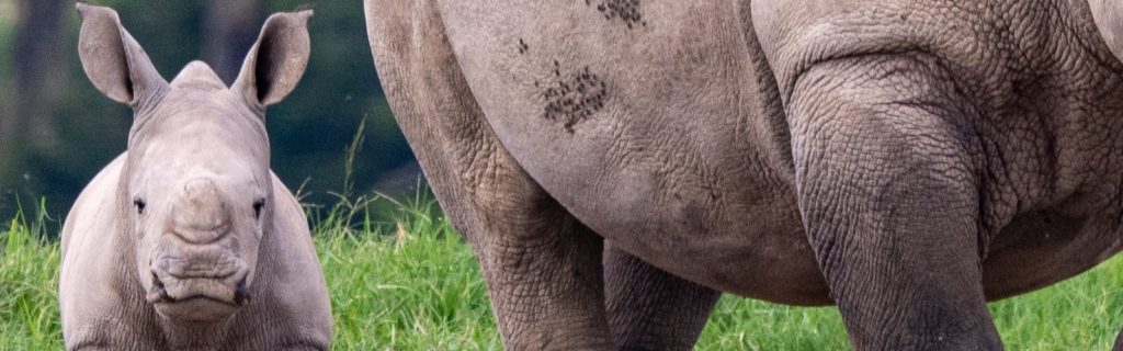 Baby rhino, standing next to mom, stares into the camera