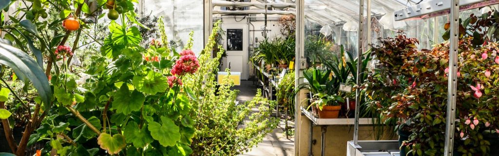 Sunlight shines through the glass roof and warms a variety of plant life housed in the Botany Greenhouse inside of Birge Hall at the University of Wisconsin-Madison on Feb. 6, 2020.