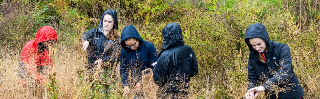 Five students in rain jackets, all with their hoods up, collect seeds in the a prairie with native plans up their shoulders on a rainy autumn day